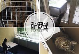 umziehen mit katze